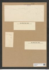 Diatomeae indet. Zeichnungen Sammlung Grunow Nr. 7748 (NHMW-BOT-W0376971)
